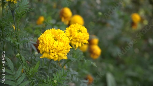 Wallpaper Mural Beautiful marigold flower in garden,(Tagetes erecta, American marigold) Torontodigital.ca