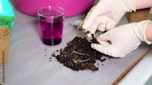 Dipping tomato seedling root into permanganic acid solution before planting it to prevent disease and pests. Gardening routine photo