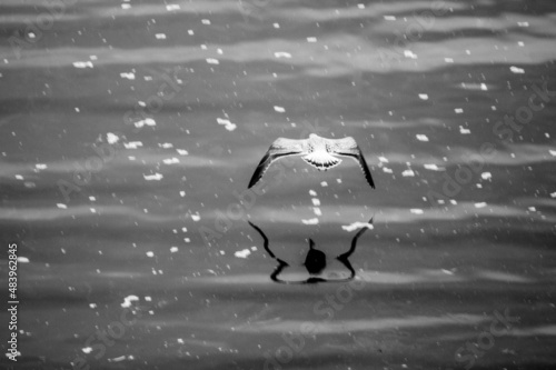 Seagull flying above the sea surface