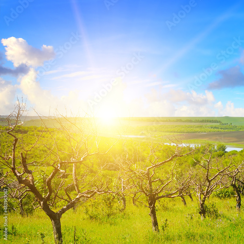 An abandoned orchard with old trees in the hills and sunrise.