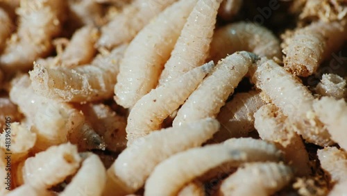 Live maggots - good bait on winter fishing