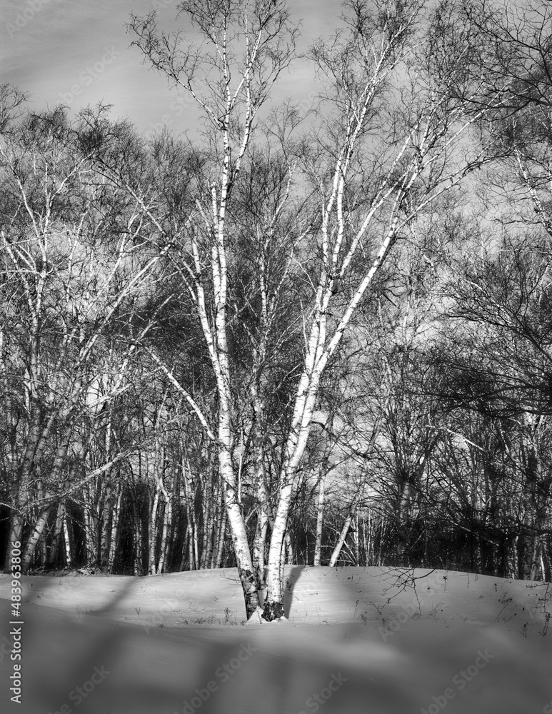 Black and White Single Wintery Birch Tree - obrazy, fototapety, plakaty 
