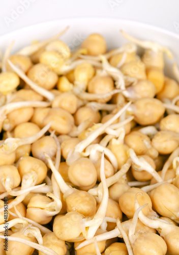 Chickpea sprouts, in a white bowl, close up, front view. Ready to eat, sprouted chickpeas, seeds of Cicer arietinum, a legume and protein source, also known as chick beans, garbanzo beans and as gram.