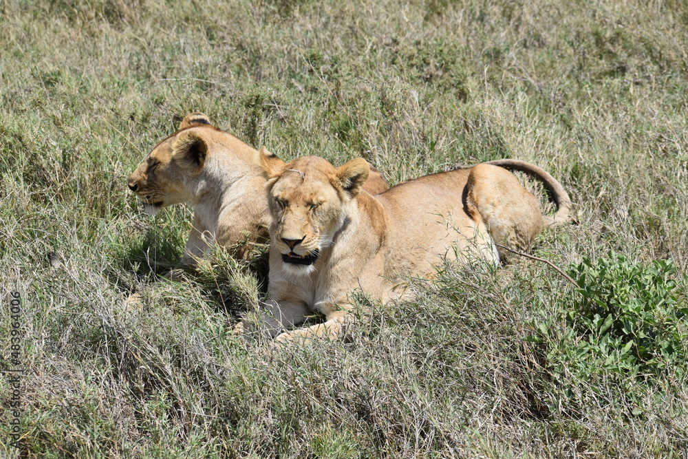 Fototapeta premium lioness in the grass