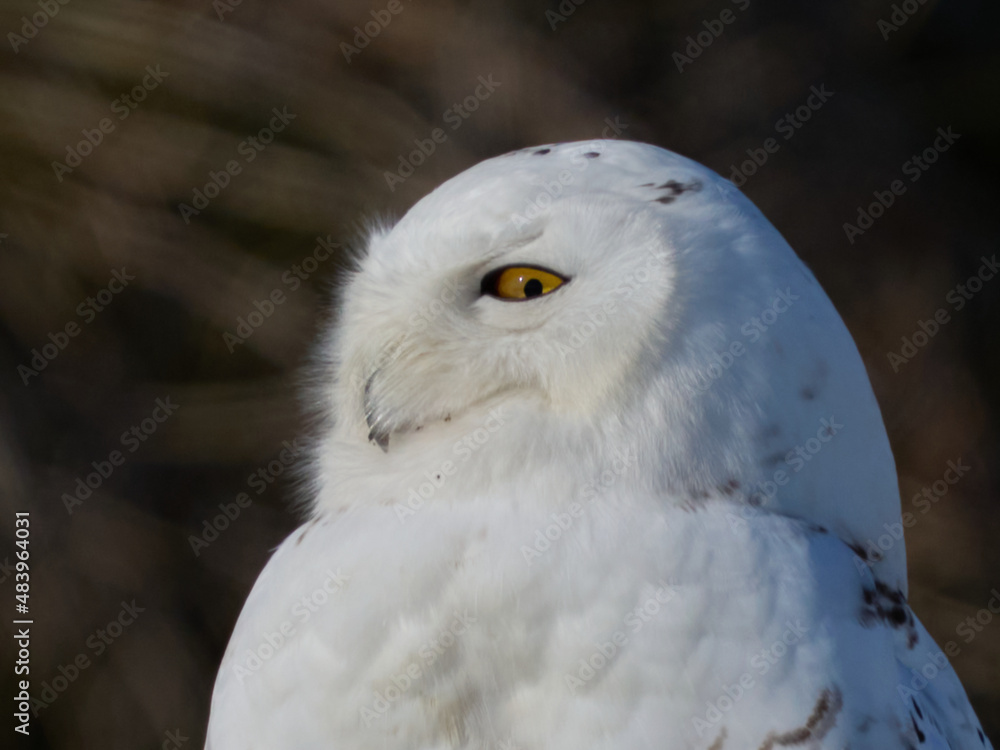 Obraz premium Snowy Owl, owls, rare owl, predator, raptor bird, raptor birds