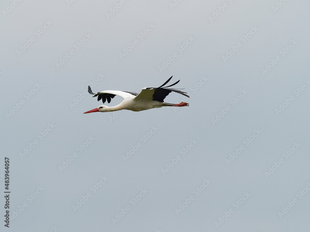 Obraz premium Weissstorch, Storch, Ciconia ciconia