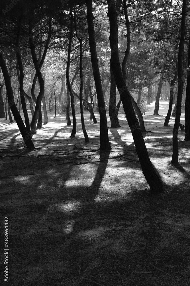 Naklejka premium trees in the fog