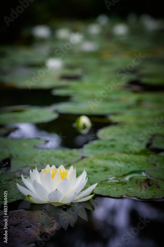 Lotus flowers floating on the surface of the water