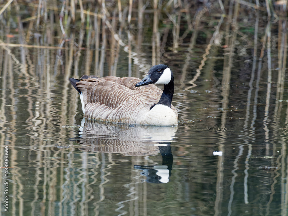 Kanadagans, Branta canadensis Kanadagans, Branta canadensis
