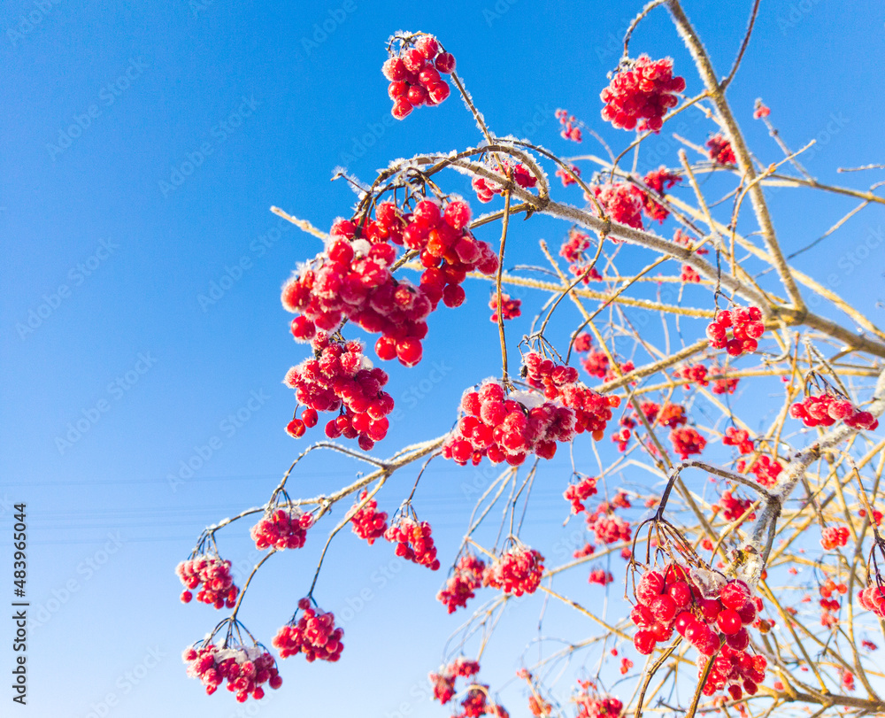 Red rowan berries, covered with frost, against a blue sky. A bright, winter, sunny day and beautiful, red rowan berries.