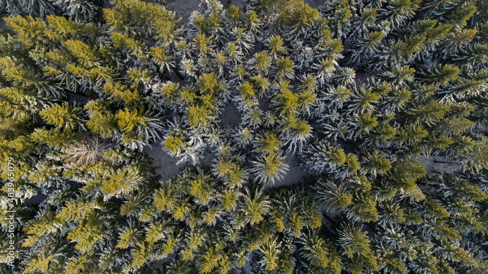 Spruce forest in the Lower Silesia (Zlote Mountains)