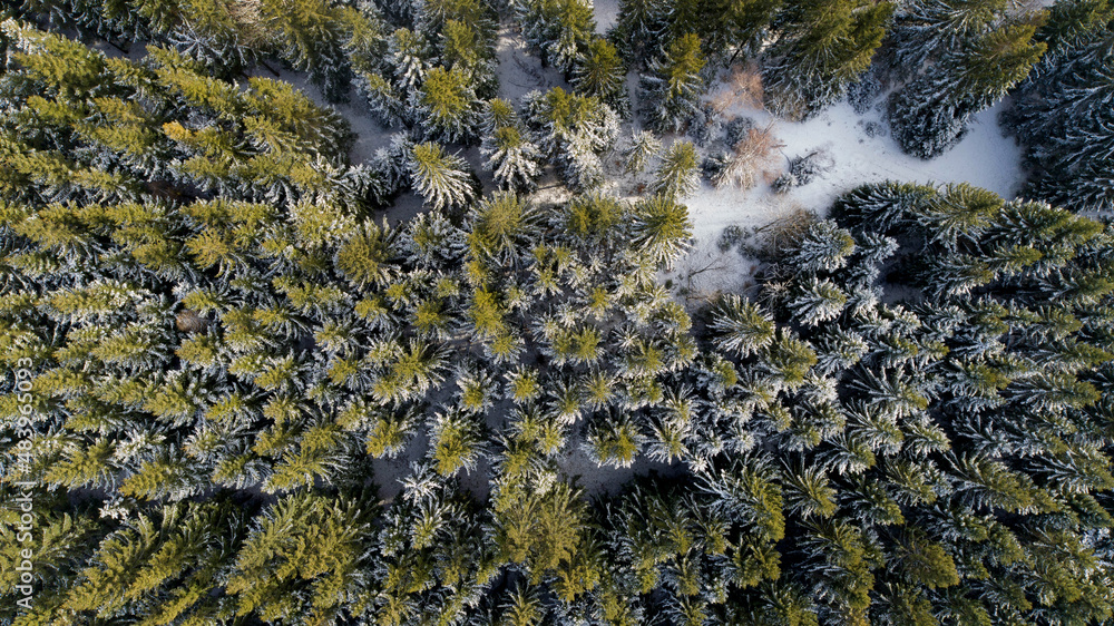 Spruce forest in the Lower Silesia (Zlote Mountains)