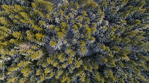 Obraz na płótnie Spruce forest in the Lower Silesia (Zlote Mountains) w salonie
