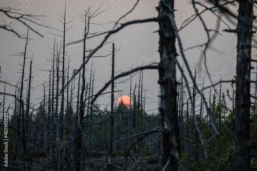 Forest sunrise on the volcano photo