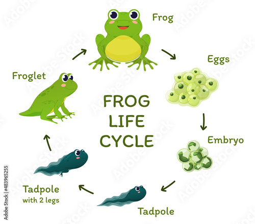 Frog life cycle educational poster template with arrows and place for text vector flat illustration