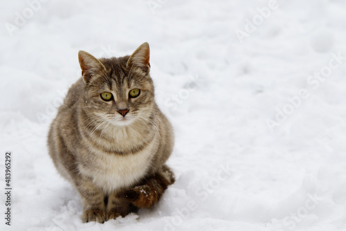 Baby Cat in Snow