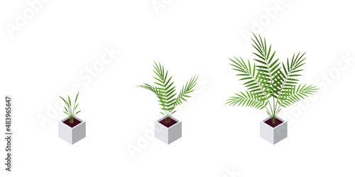 Areca palm isometric icons in flat style, vector