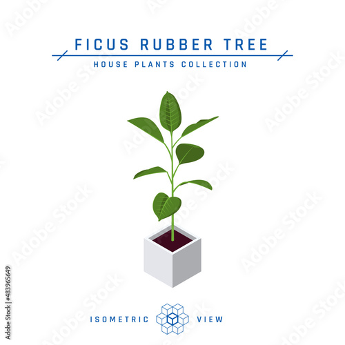Ficus plant isometric icon in flat style, vector