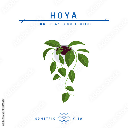 Hoya plant isometric icon in flat style, vector