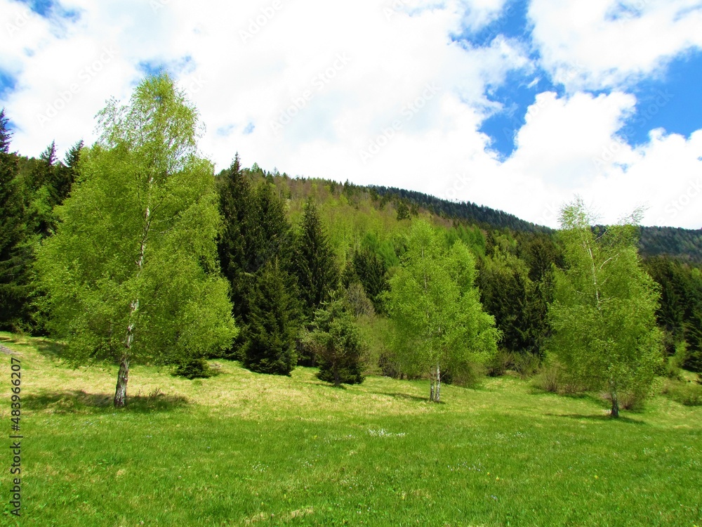 Meadow with birch trees (Betula pendula) and forest covered hills behind