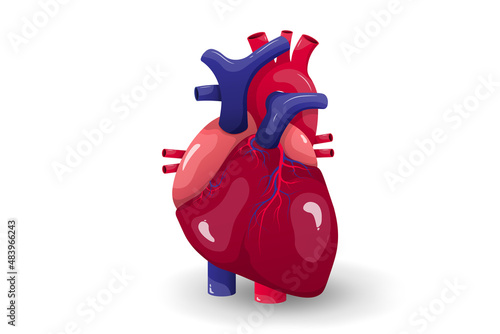 Human heart anatomy. Medical education.