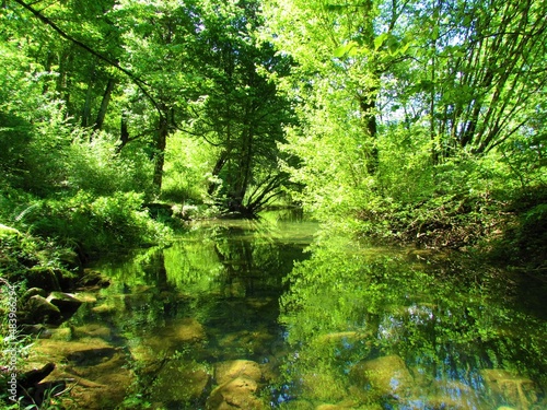 Fototapeta Naklejka Na Ścianę i Meble -  Pond in a forest with a reflection of the trees in the water near lake Cerknica in Notranjska, Slovenia
