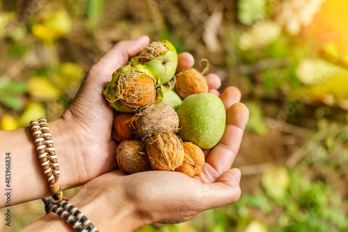 The harvest of walnuts in the farmer hand. Selective focus