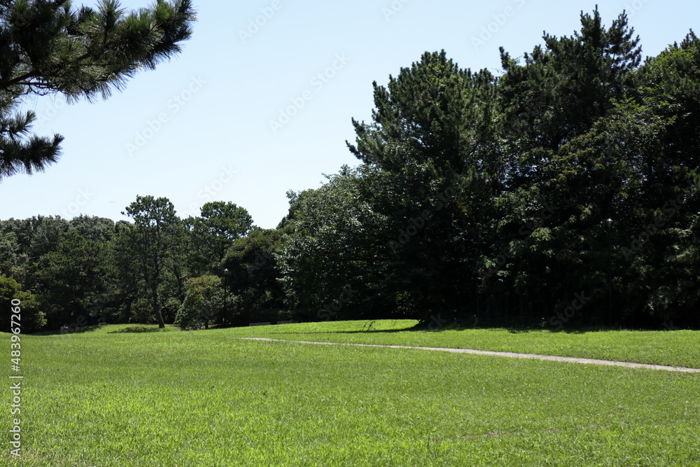 芝生と草原。公園の風景。