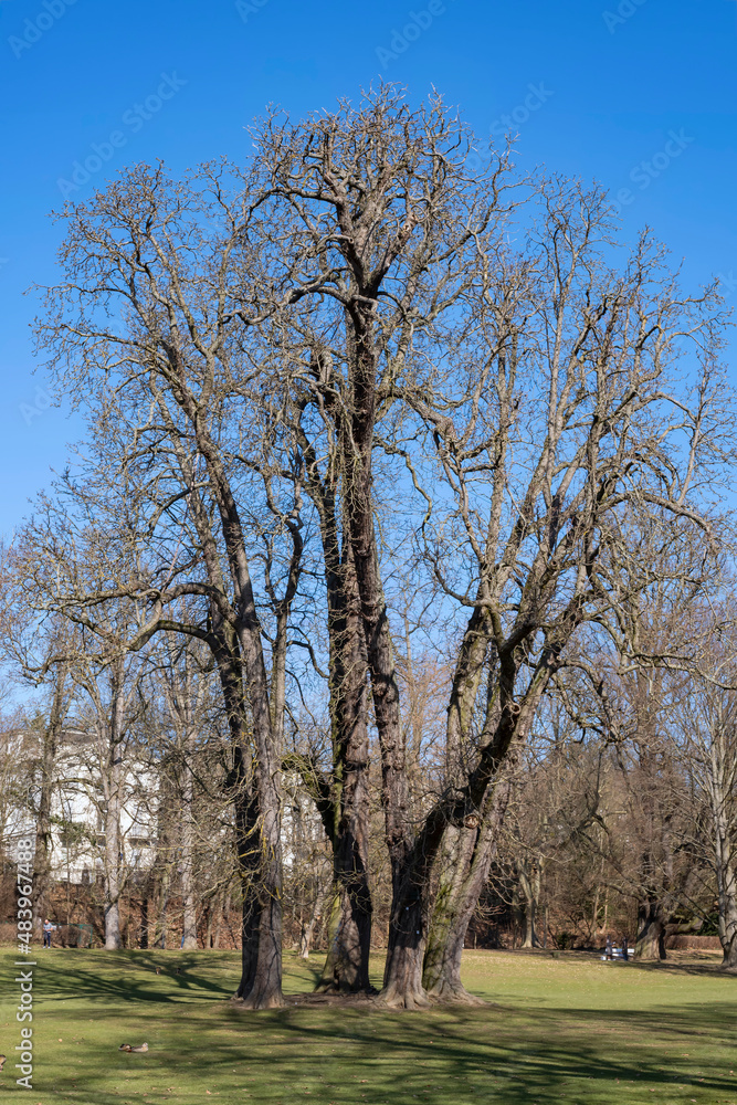 View of a mighty tree in the Kurpark in Wiesbaden/Germany in spring View of a mighty tree in the Kurpark in Wiesbaden/Germany in spring