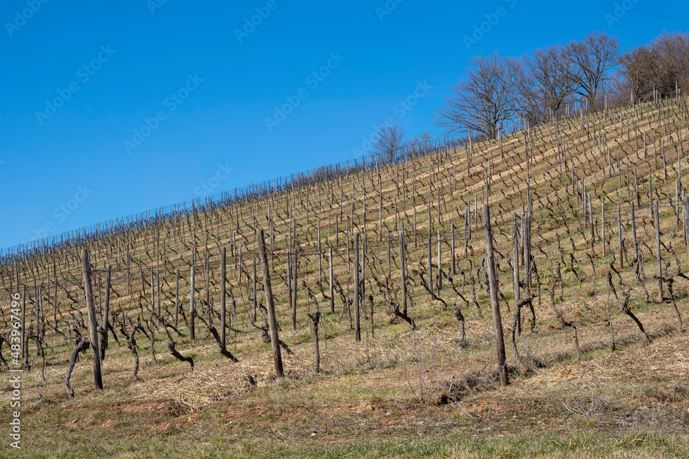 Naklejka premium View up a vineyard in Rheinhessen/Germany with a clear blue sky in spring 