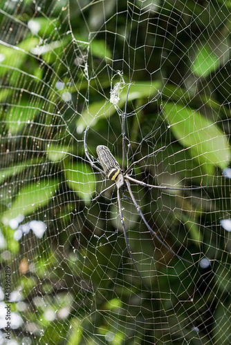 Nephila Pilipes large wasp spider sits on a web on a green background. A spider known as the Giant northern golden orb weaver, is a species of spider that belongs to the class Arachnida