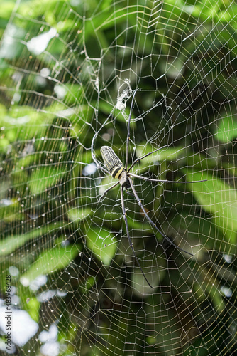 Nephila Pilipes large wasp spider sits on a web on a green background. A spider known as the Giant northern golden orb weaver, is a species of spider that belongs to the class Arachnida