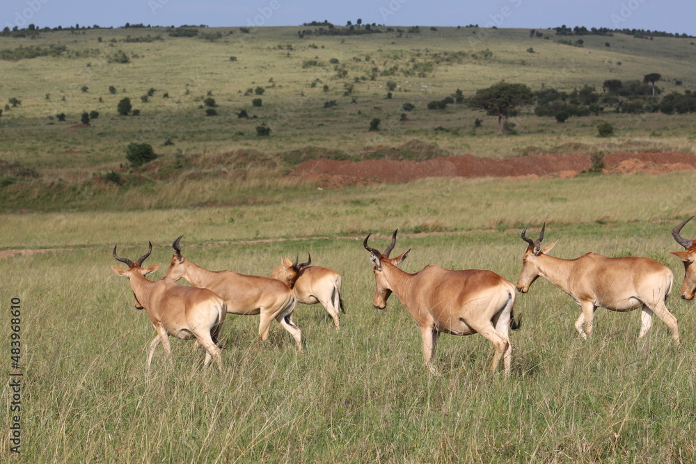 Fototapeta premium African animals