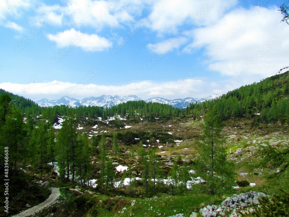 Obraz premium Beautiful alpine landscape with larch trees and meadow in Julian alps and Triglav national park, Upper Carniola, Slovenia with snow covered mountain peaks