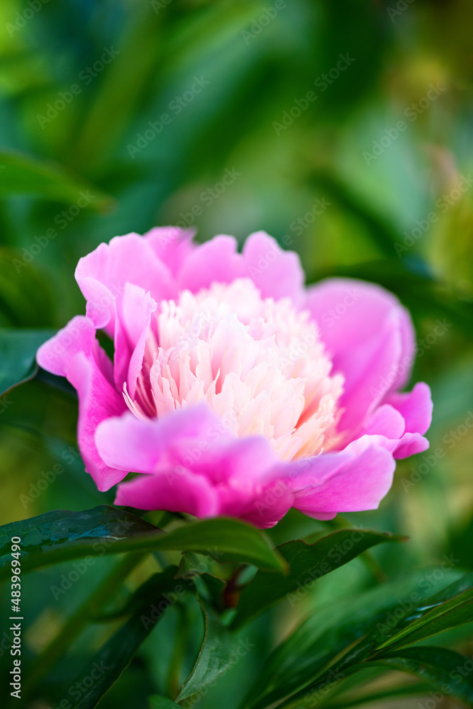 Peony flower in the garden on a green background. Summer background