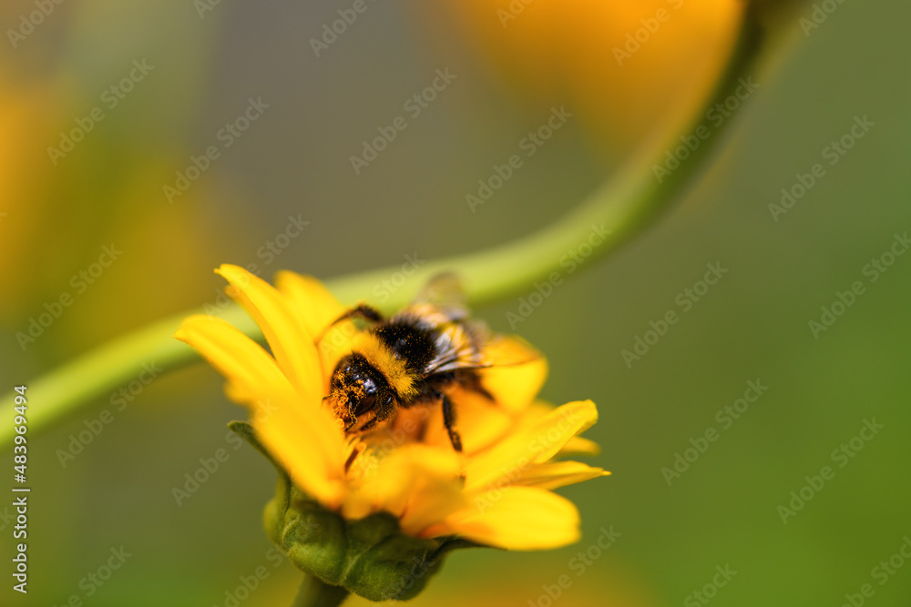 Bumblebee. One large bumblebee sits on a yellow flower on a Sunny bright day. Macro horizontal photography Bumblebee. One large bumblebee sits on a yellow flower on a Sunny bright day. Macro horizontal photography