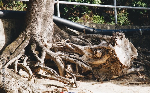 Tree growing next to a wall with a cut off trunk in the city under the sun in the daytime