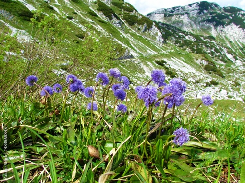 Purple heart-leaved globe daisy (Globularia cordifolia) flowers with alpine landscape in the background in Julian alps and Triglav national park, Slovenia photo