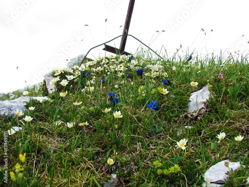 Alpine wild garden with white mountain avens (Dryas octopetala) and blue Clusius' gentian (Gentiana clusii) flowers and a cross above photo
