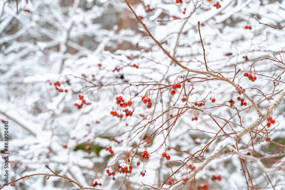 Winter natural background with berries in the forest with snow Winter natural background with berries in the forest with snow