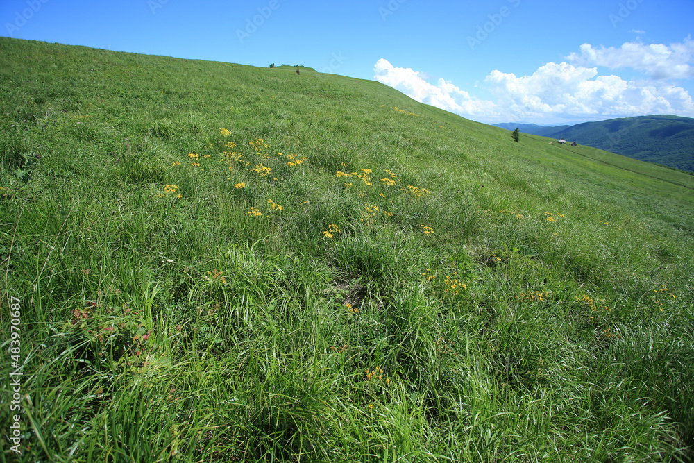 A rare species of ragworts (Senecio papposus) on the Polonyna Wetlinska in Bieszczadzki National Park (Poland).