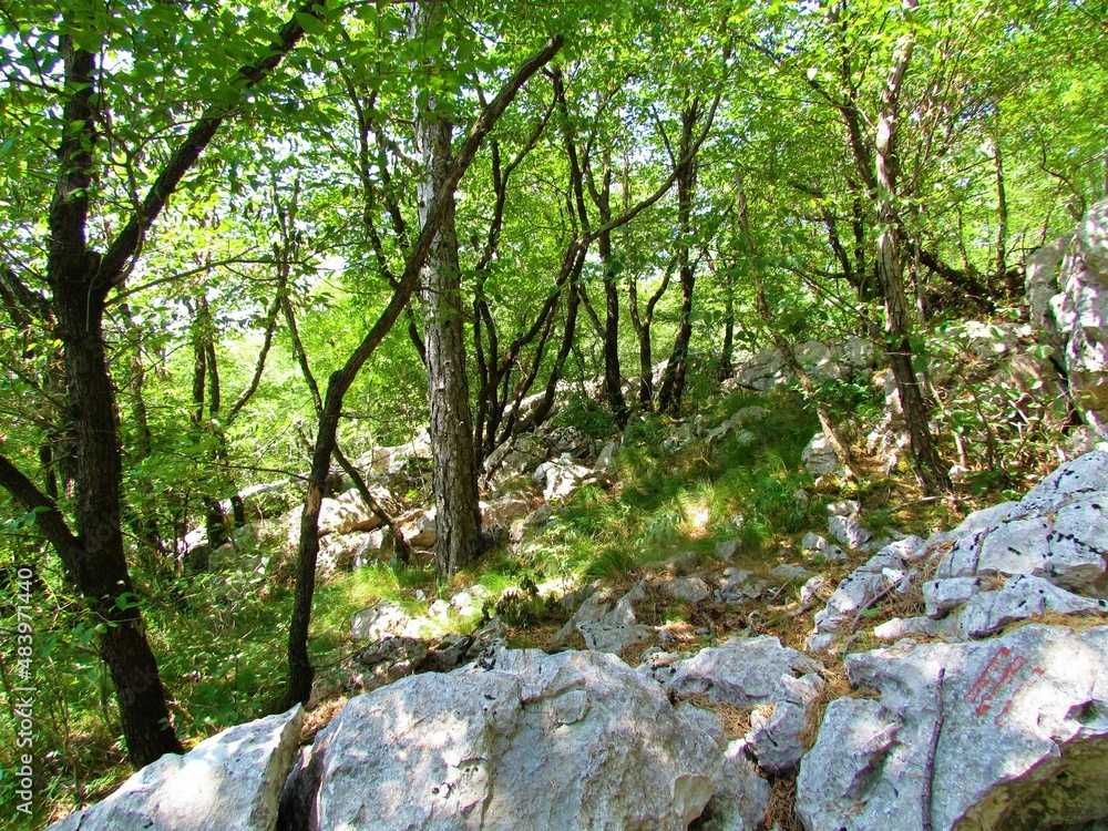 Broadleaf, temperate, deciduous forest with grass covering the ground and sunlight shining through the canopy Broadleaf, temperate, deciduous forest with grass covering the ground and sunlight shining through the canopy