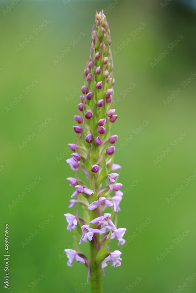 A fragrant orchid (Gymnadenia conopsea) on the xerothermic grassland in Poland