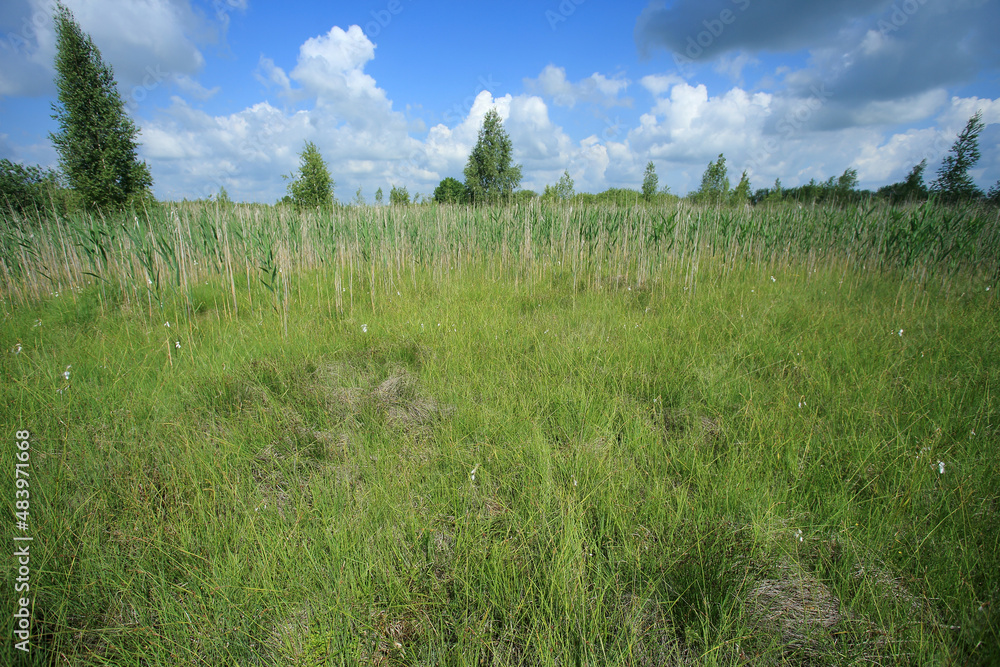 The calcaleorus fens in Szyszla River Valley (Lublin region, Poland).