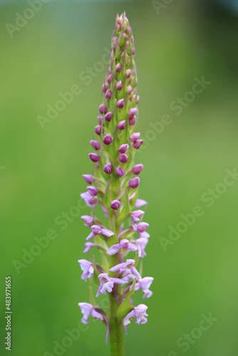 Obraz na płótnie A fragrant orchid (Gymnadenia conopsea) on the xerothermic grassland in Poland w salonie