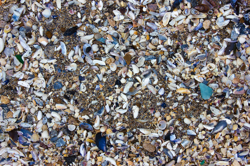 Texture of small shells on the sea sand 
