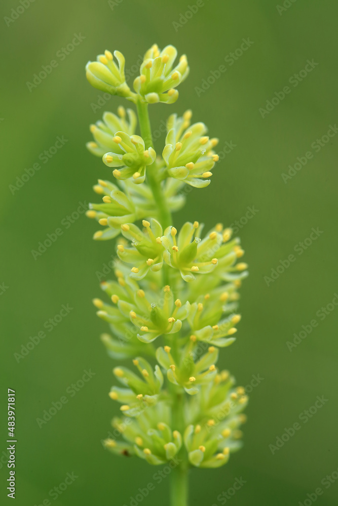 A rare plant of peat bogs - Tofieldia calyculata (German-asphodel) - in the bogs of the Lublin region (Poland)