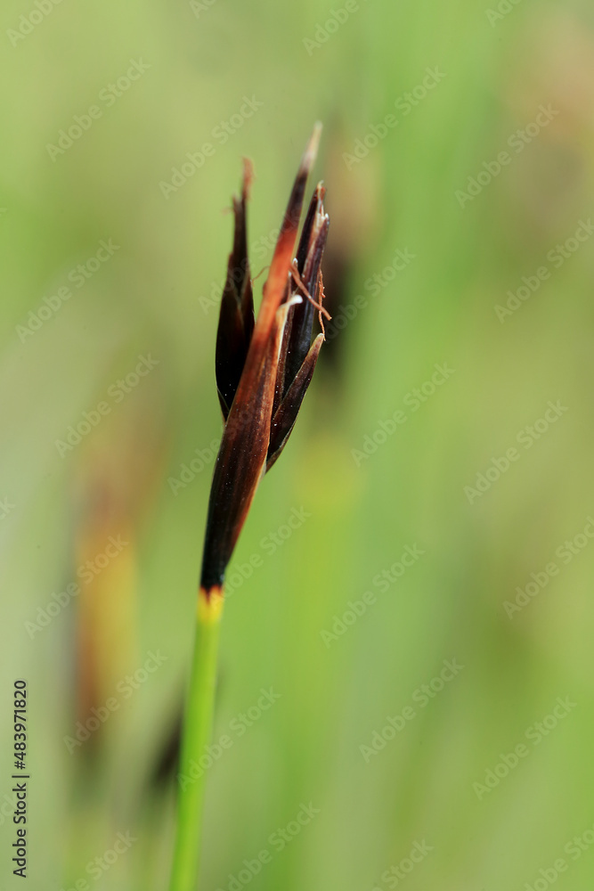 The Brown bog-rush on an alkaline bog near Busko-Zdroj (Poland)