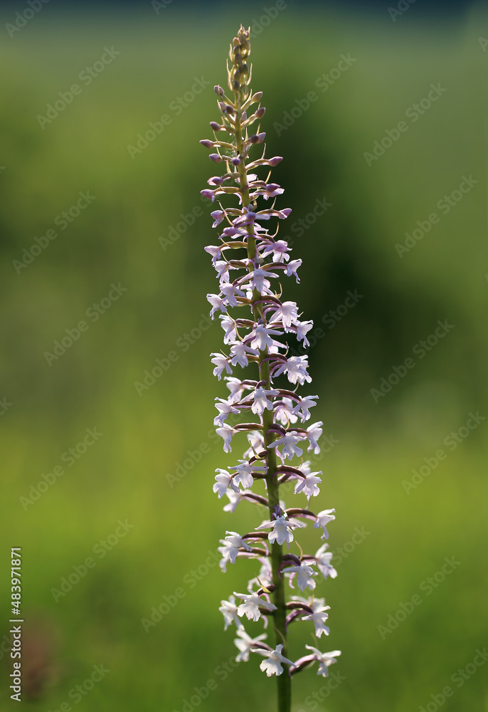 A fragrant orchid (Gymnadenia conopsea) on the xerothermic grassland in Poland