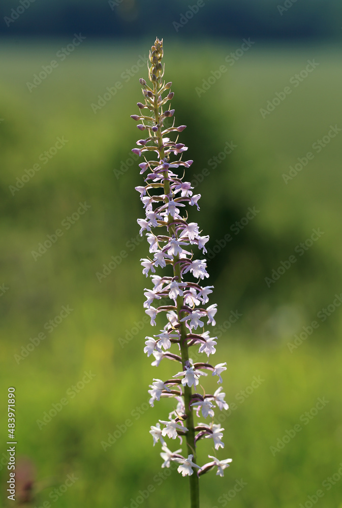 A fragrant orchid (Gymnadenia conopsea) on the xerothermic grassland in Poland